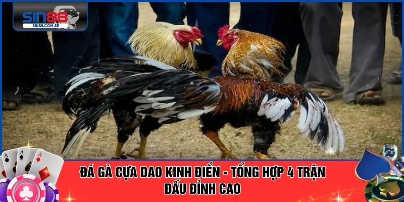 Đá Gà Cựa Dao Kinh Điển - Tổng Hợp 4 Trận Đấu Đỉnh Cao 