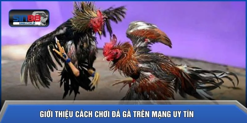 Giới thiệu cách chơi đá gà trên mạng uy tín  