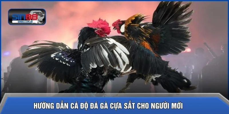 Hướng dẫn cá độ đá gà cựa sắt cho người mới 